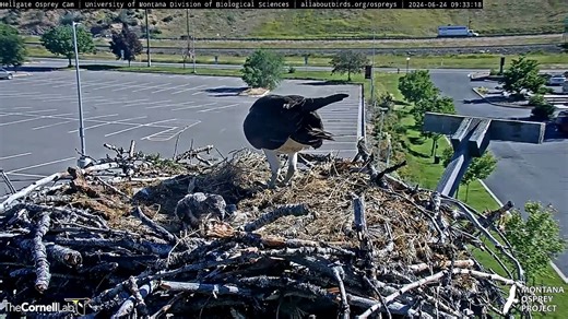Watch the elder Osprey nestling attempt to nibble on a fish after Finnegan leaves a meal in the Hellgate nest. Osprey chicks aren't able to effectively feed on their own until about 40 days of age, but this chick (12 days old in this clip) wants to get started early. In time, little one! Watch LIVE at AllAboutBirds.org/Ospreys | Bird Cams