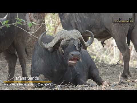 Mana Sands - Mana Pools National Park - Zimbabwe