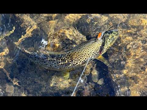 Yellowstone River Trout Slam! Brown, Rainbow, Cutthroat & Whitefish Action!