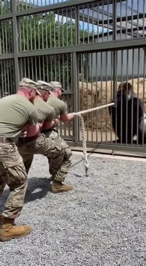 😱 Can One Gorilla Really Beat Three Soldiers?