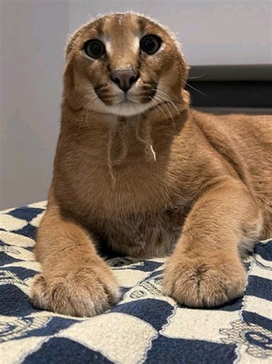 Nueva rareza secreta en Blox Fruits: ¡descúbrela!