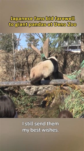9.1K views · 50 reactions | A pair of twin giant pandas at Ueno Zoo are set to return to China in late January, marking the first time in nearly half a century that Japan will have no giant pandas. Large numbers of devoted panda fans have flocked to the zoo to bid farewell to the beloved animals. #Trending #ChorusofLife | CCTV | Facebook