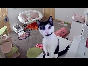 TRY NOT TO LAUGH - Best Pets of 2025 🤣