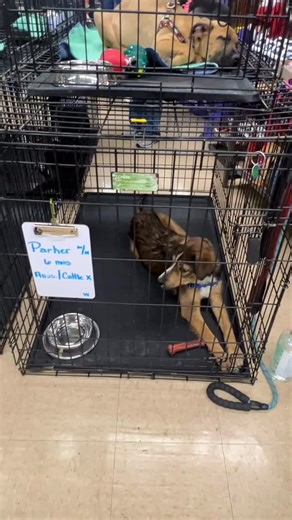 2 Adoption Events this Saturday Petco! 4100 E Mexico Ave Denver CO 80222 Sat, November 29th 12:00 - 3:30 pm PetSmart! 10600 Melody Drive Northglenn, CO 80234 Sat, November 29th 12:00 - 3:30 pm RMPR is an all FOSTER-based rescue to provide valuable information by giving you a clearer picture of the dog’s personality, behavior, and needs outside of the stressful shelter environment to help match you with your next Best Friend! Every animal is spayed/ neutered and up to date on all vaccines. Fill o