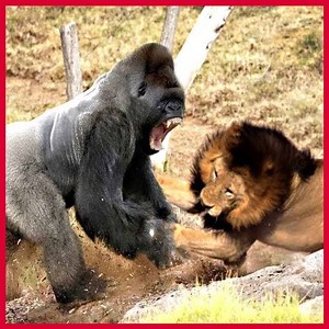 4.3M views · 268 reactions | Classic fight Lion , gorilla attack Amazing Animals Attacks - Wild Animal Fights Caught On Camera | HairStyle Trick | Facebook