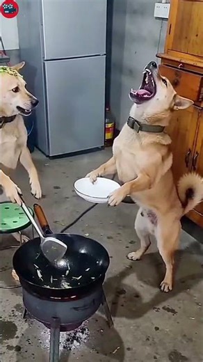 Funny dog ​​mocked another dog for cooking, which led to a fight😂