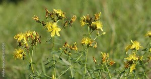 The flowers of Hypericum perforatum, known as St. John's wort