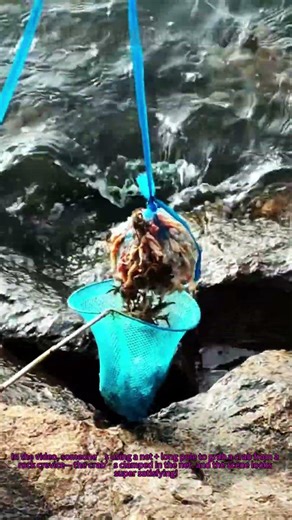 Genius Tide Pooling Trick! Catch Crabs Easily Without Getting Pinched!