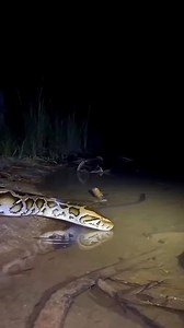 Python vs Electric Eel 🤯⚡️🐍 #animals #wildlife | lana rose