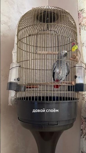 African Grey Parrot Learns New Tricks in Minutes! Amazing