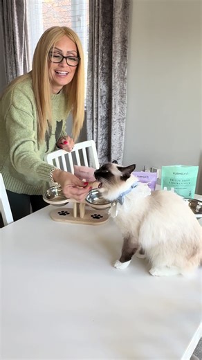 Innovative Cat Feeding Bowls for Happy Cats