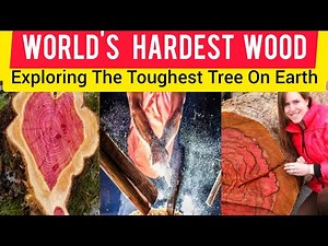 World's Hardest Wood: Exploring the Toughest Trees on Earth