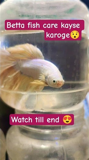 Betta fish care II betta collection #shosrts #trending #short