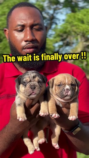 Discover Exotic Bullies at The Krypto Line