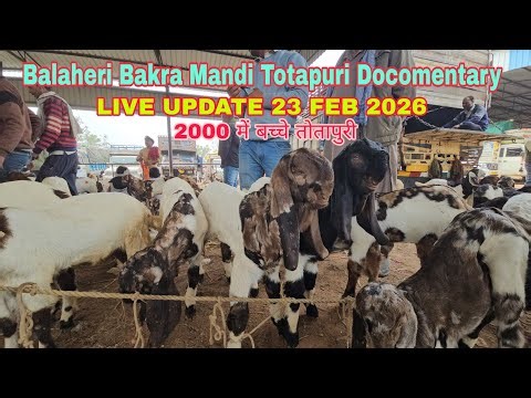 #live Balaheri Bakra Mandi Totapuri Goat Documentary | 2000 में टॉप क्वालिटी तोतापुरी बच्चे ही बच्चे