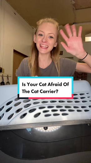 Stop Cat Carrier Fear! Easy Tips for Stress-Free Travel