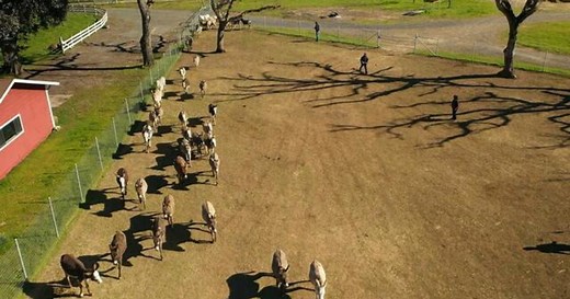 Former media exec finds joy saving donkeys