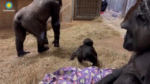 506K views · 10K reactions | We're taking a look back at some iconic 2023 moments! ❤️轢 On May 27, we welcomed western lowland gorilla Zahra to our troop, where she immediately charmed staff and visitors alike. Read the latest #GorillaStory update on our now 7-month-old baby from primate keeper Valerie Schultz. ✏️STORY: https://nationalzoo.si.edu/animals/news/gorillastory-snacktime-zahra. | Smithsonian’s National Zoo and Conservation Biology Institute | Facebook