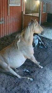 115K views · 5.7K reactions | Someone forgot to tell Lavendel she is a horse #palomino #palominohorse #quarterhorse #specialone | Malin Melin | Facebook