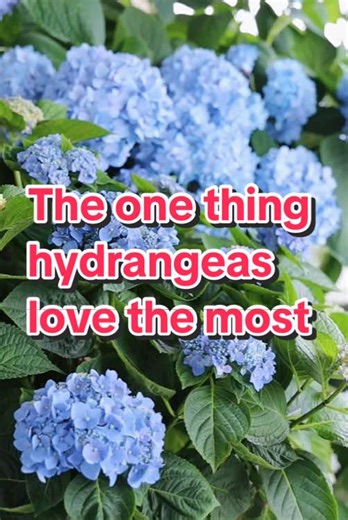 garden tips on TikTok