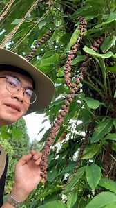 Hagimit, hasimit, or cluster fig tree | Ethan Hernandez
