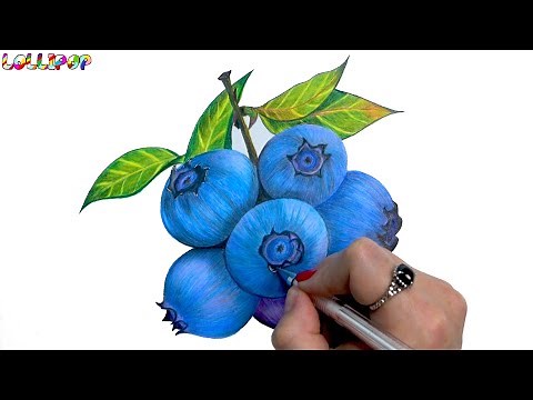 how to draw Realistic blueberry drawing in colored pencil