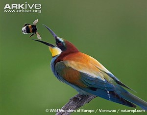Bee eater - Alchetron, The Free Social Encyclopedia