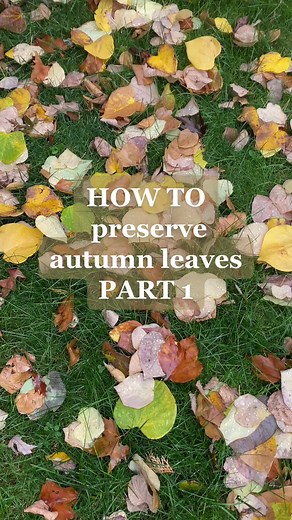 Preserving Autumn Leaves with a Flower Press