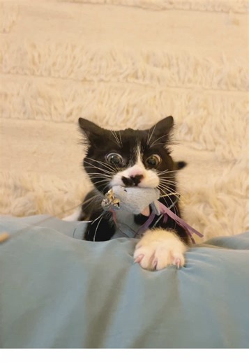 Adorable Kitten Enjoying Its Favorite Toy