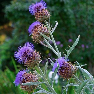 Cynara - Alchetron, The Free Social Encyclopedia