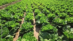 Chinese cabbage on an agriculture field,vegetable rows. farming, agriculture. Landscape with agricultural land. crops