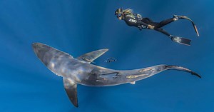 Ataques a tiburones: ¿Son tan frecuentes como se piensa? Aquí algunos mitos y realidades