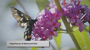 Feeding Your Pet Moth: A Quick Guide