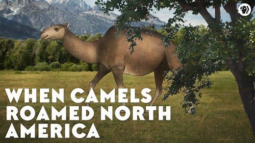 Camels are famous for adaptations that have allowed them to flourish where most other large mammals would perish. But their story begins over 40 million years ago in North America, and in an environment you’d never expect: a rainforest. Find out more in this episode of Eons • PBS | PBS Digital Studios