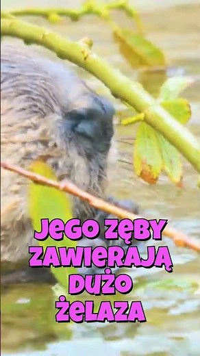 beaver #animals #interestingfacts #interestingfactslab #animals #beaver