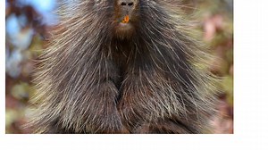 Porcupine Teeth