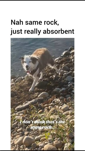 Dogs | Pups on Instagram: "It was dehydrated. It expanded (Cr/TT/collinsbrothers)"