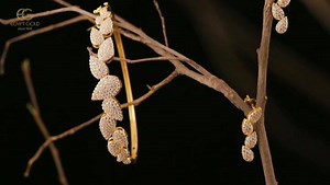 8.9K views · 364 reactions | Seasons may change but intricate jewelry is forever Amor by Egypt Gold 18k l 40 gm | New Egypt Gold | Facebook