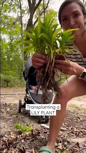 Transplanting + dividing LILIES 🌼 #gardening #flowergarden #zone9