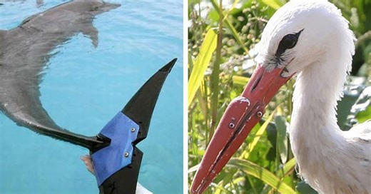 13 Animals given a new lease in life with prosthetics