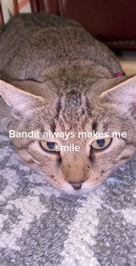 Bandit the feral cat brings daily joy
