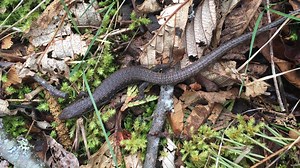 This is a northern alligator lizard, and they are common in western...