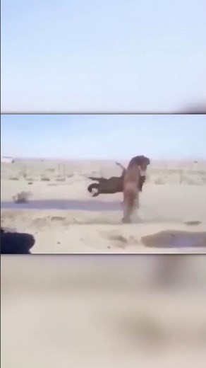 Horse Fight Ends With an Insane Backflip Throw!