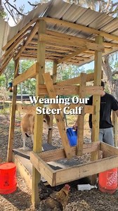 578K views · 7K reactions | After almost 8 months, it's time to wean the calf from our dairy cow! This weaning ring has been working soooo well, and I love that now they get to spend all their time together without being separated at night. It's been an adjustment (for me ) to milk twice a day, but the extra milk and CREAM has been well worth it! . . #dairycows #milkcow #dairygoats #homesteading #farmlife #slowliving #countryliving #minicow | Reformed Acres | Facebook