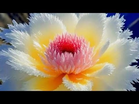 My first blog long video 📸#shorts #video #vlog