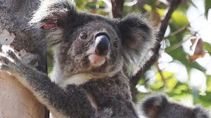 How we're killing Coast's endangered koalas