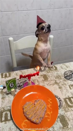 This Dog Turned 6 Years Old 🎉🐶