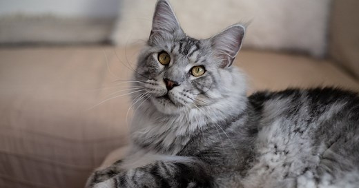 Quel est le meilleur chat de compagnie ?