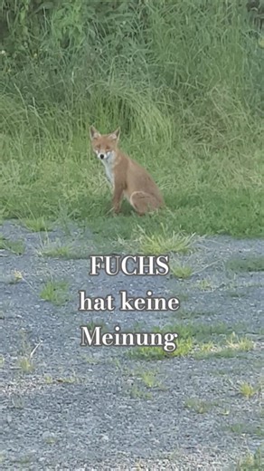 Füchse im Naturschutzgebiet #fox