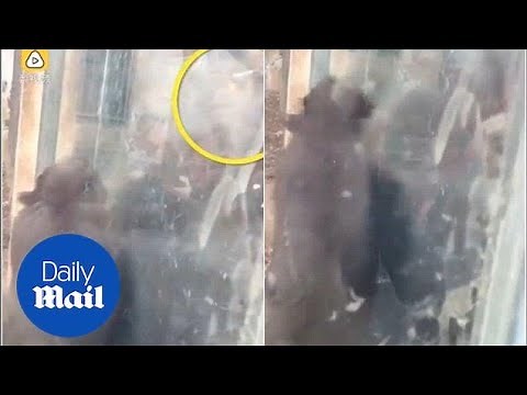 Zoo monkey gets hand burn as tourist handed it LIT cigarette - Daily Mail